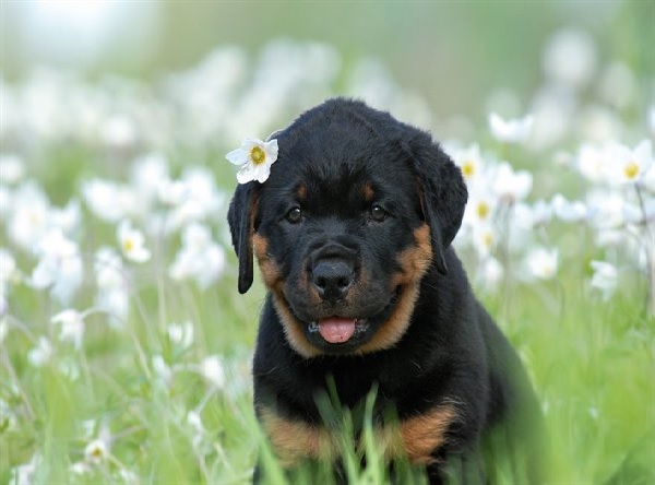 Hình ảnh chó Rottweiler Hình ảnh chó Rottweiler