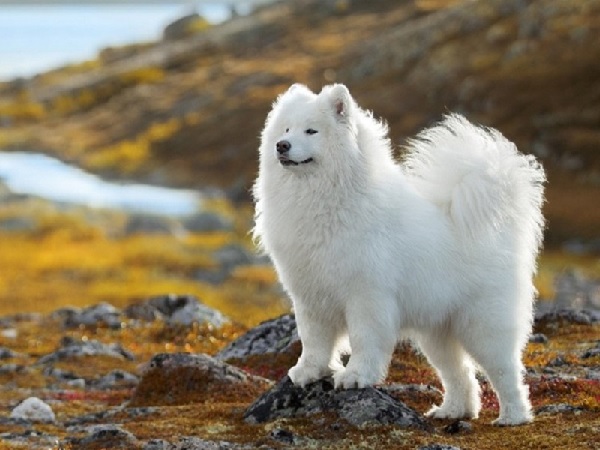 Hình ảnh chó Samoyed Hình ảnh chó Samoyed