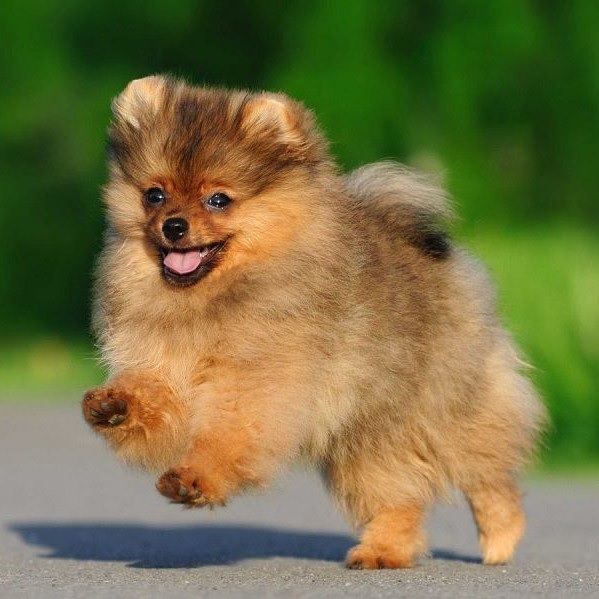 Ảnh chó phốc sóc mini Ảnh chó phốc sóc mini