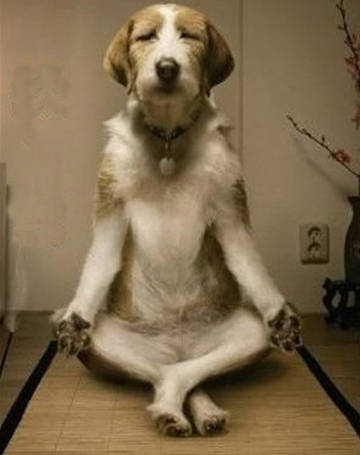 Hình ảnh chó ngáo