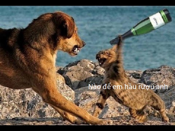 Ảnh chế chó mèo, ảnh chó mèo chế cực hài hước