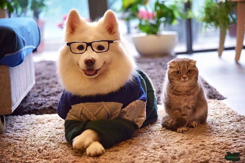 Hình nền chó mèo dễ thương