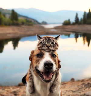 Hình nền chó mèo dễ thương