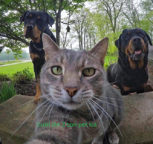 Ảnh chế chó mèo, ảnh chó mèo chế cực hài hước