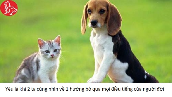 Ảnh chế chó mèo, ảnh chó mèo chế cực hài hước