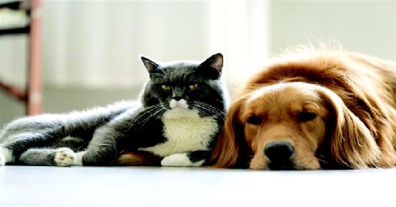 Ảnh chó và mèo cute, dễ thương, ảnh chế chó mèo hài hước nhất