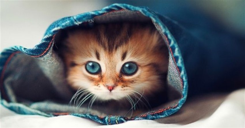 Hình ảnh mèo cute, đáng yêu, ảnh mèo dễ thương iu quá đi