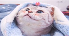 Cách đặt tên cho mèo hay, ý nghĩa, hài hước, bựa, ngầu, dễ thương nhất