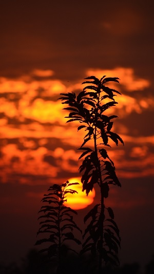 Những hình nền hoàng hôn cho điện thoại Những hình nền hoàng hôn cho điện thoại