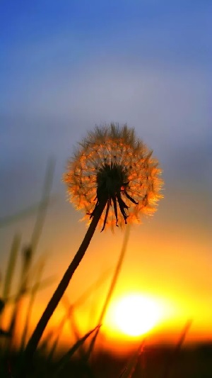 Những hình nền hoàng hôn cho điện thoại Những hình nền hoàng hôn cho điện thoại