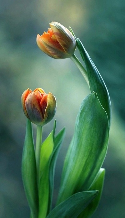 Hình nền điện thoại 3D