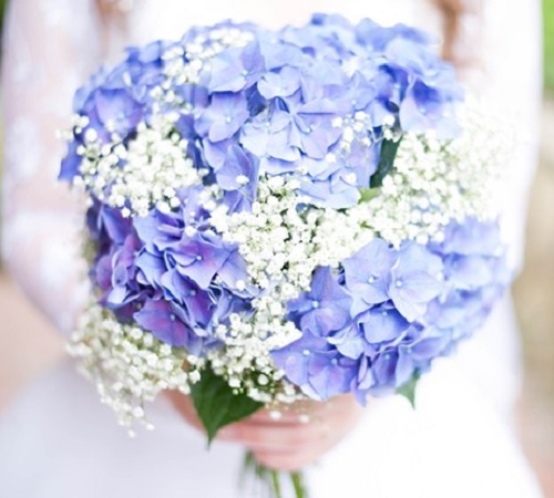 Hoa cưới cẩm tú cầu