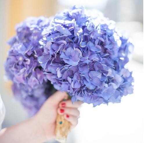 Hoa cưới cẩm tú cầu