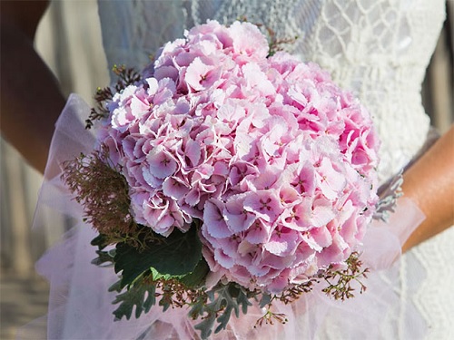 Hoa cưới cẩm tú cầu