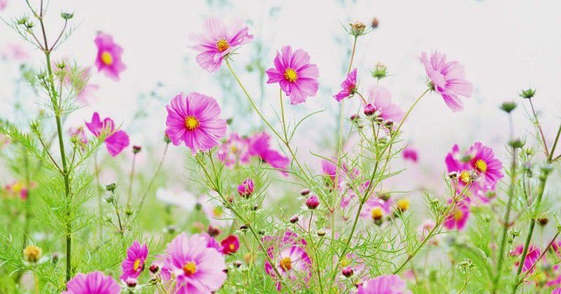 Những câu hát than thân, châm biếm xã hội, cuộc sống