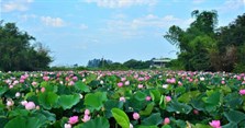 Chụp ảnh sen ở đâu đẹp? Những đầm sen đẹp nhất để chụp ảnh