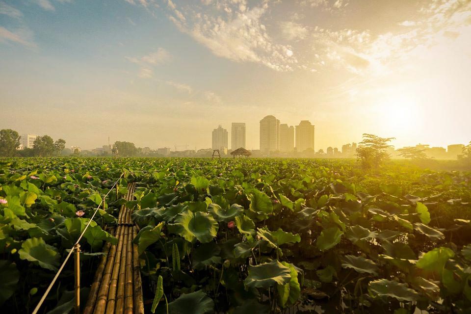 Đầm sen Xuân Đỉnh