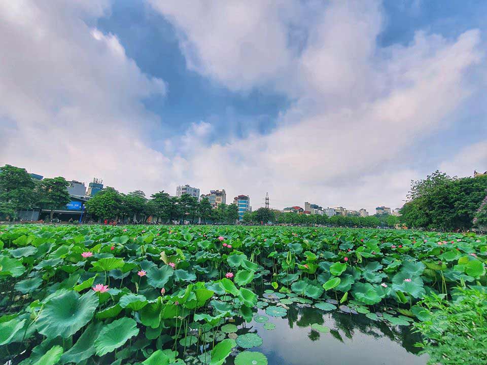 Đầm sen Phương Liệt