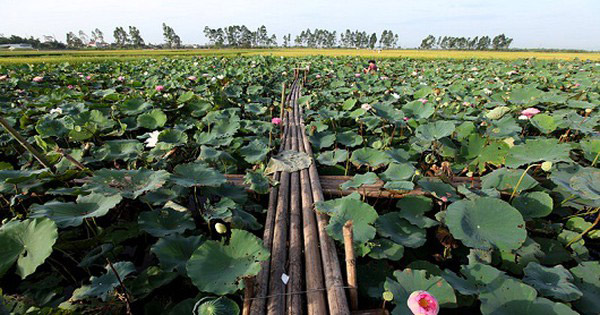 Đầm sen Ninh Sở