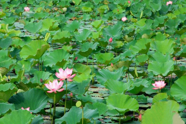 Đầm sen Học viện Nông Nghiệp