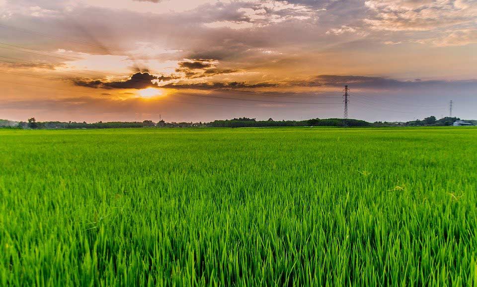 Hình ảnh đón bình minh, ảnh bình minh trên cánh đồng 4 Hình ảnh đón bình minh, ảnh bình minh trên cánh đồng 4