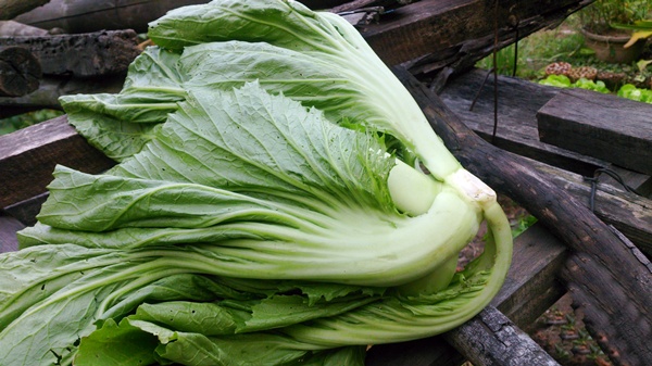 Nguyên liệu muối dưa cải