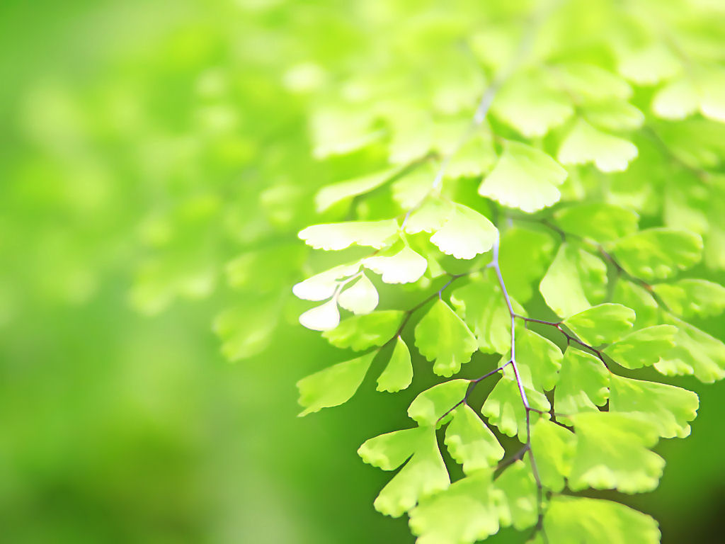 Background xanh lá cây