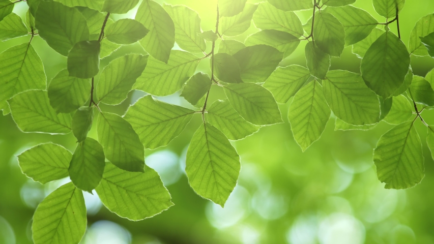 Mẫu background đẹp tone xanh lá