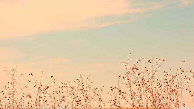 Mẫu background sang trọng, dễ thương 5