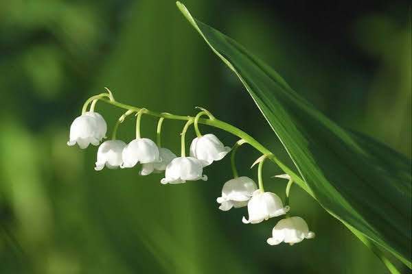 Các loài hoa tượng trưng cho các nước Các loài hoa tượng trưng cho các nước