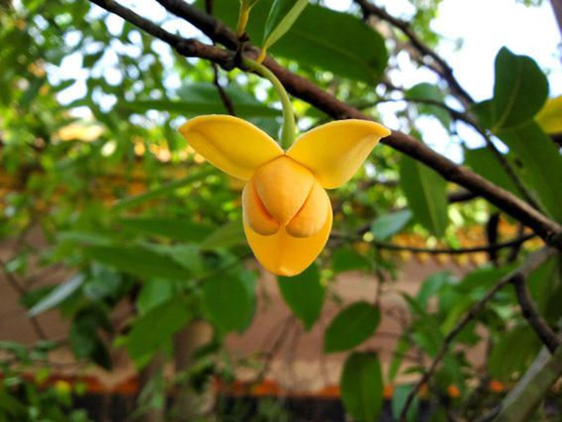 Hoa rumdul quốc hoa Campuchia Hoa rumdul quốc hoa Campuchia