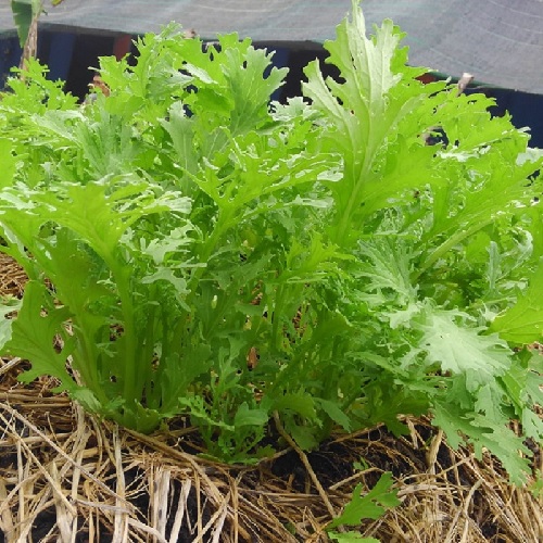 Cải đuôi phụng