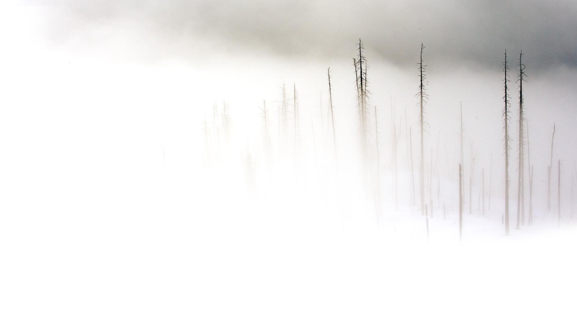 Background nền trắng đẹp, sang trọng