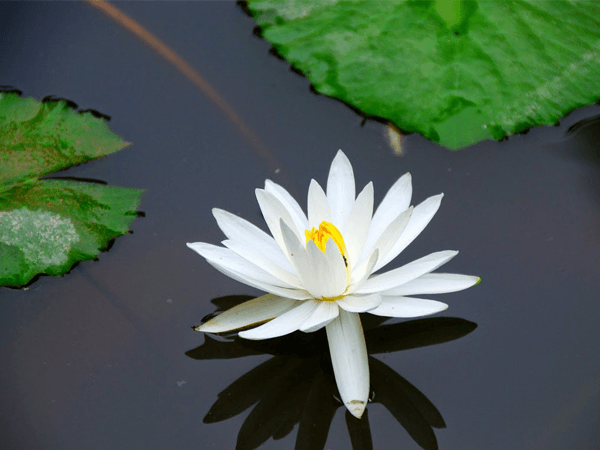 Quốc hoa Bangladesh Quốc hoa Bangladesh