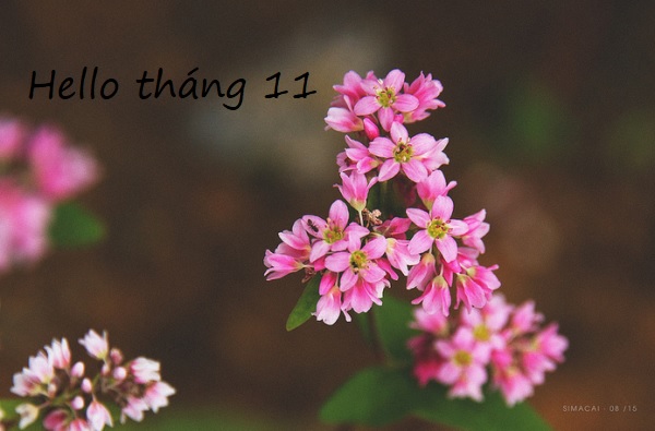 Hình ảnh chào tháng 11