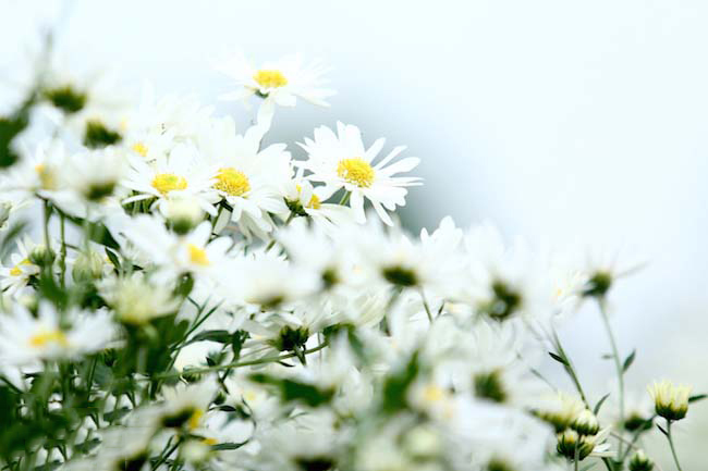 Hình ảnh cúc họa mi đẹp nhất 1 Hình ảnh cúc họa mi đẹp nhất 1