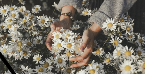 Ảnh cúc hoa mi buồn, tâm trạng 2 Ảnh cúc hoa mi buồn, tâm trạng 2