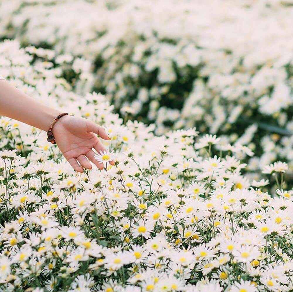 Bó cúc họa mi đẹp 3 Bó cúc họa mi đẹp 3