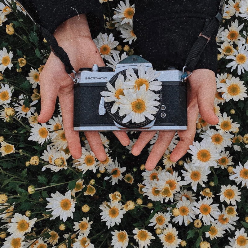 Ảnh cúc hoa mi buồn, tâm trạng 10 Ảnh cúc hoa mi buồn, tâm trạng 10