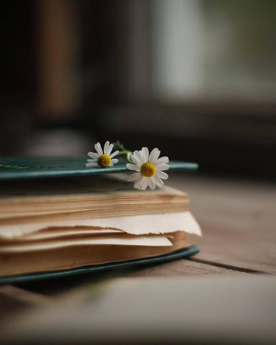 Ảnh cúc hoa mi buồn, tâm trạng 9 Ảnh cúc hoa mi buồn, tâm trạng 9