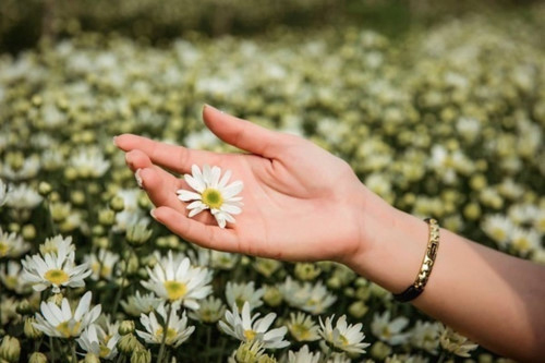 Hình ảnh cúc họa mi đẹp nhất 7 Hình ảnh cúc họa mi đẹp nhất 7