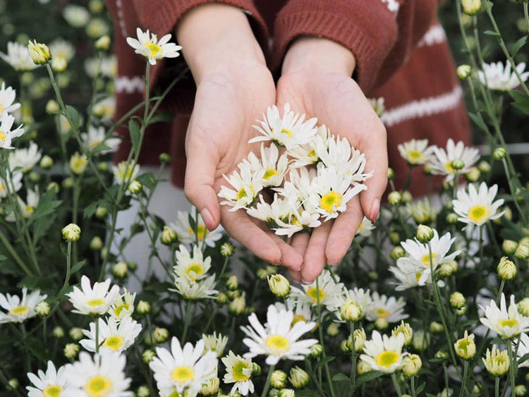 Hình ảnh cúc họa mi đẹp nhất 8 Hình ảnh cúc họa mi đẹp nhất 8