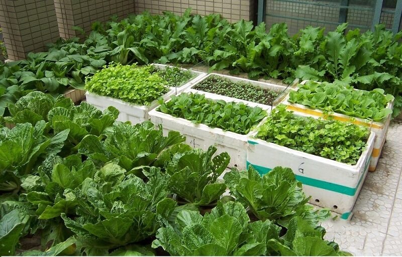 Mô hình trồng rau sạch trong thùng xốp