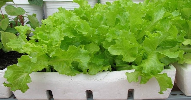 Cách trồng rau sạch trong thùng xốp