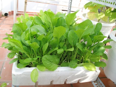 Cách trồng rau sạch tại nhà trong thùng xốp đơn giản, năng suất