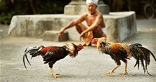 Cách chọn gà chọi con đá đòn hay, đẹp đỉnh cao
