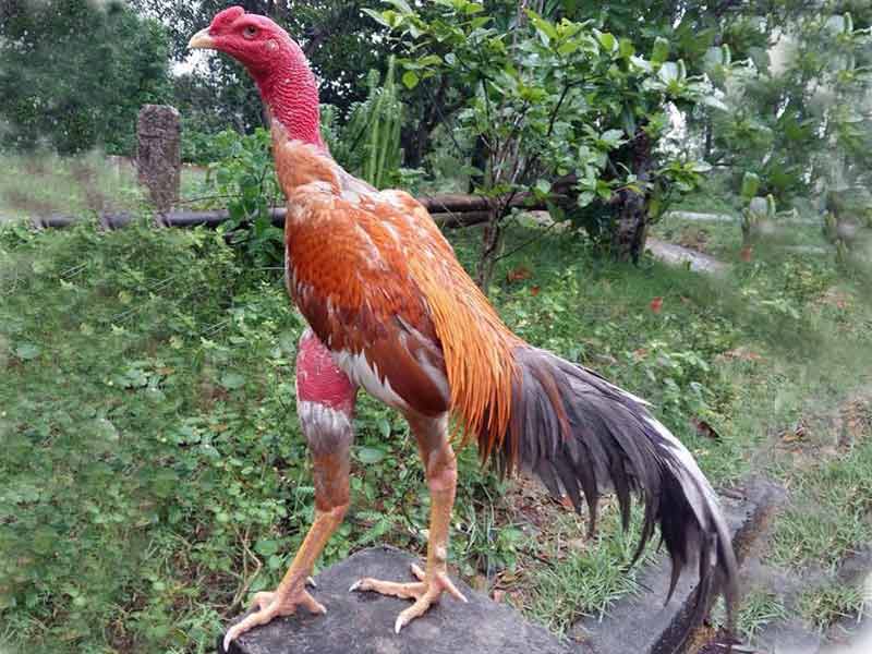 Cách chọn gà chọi con đá hay