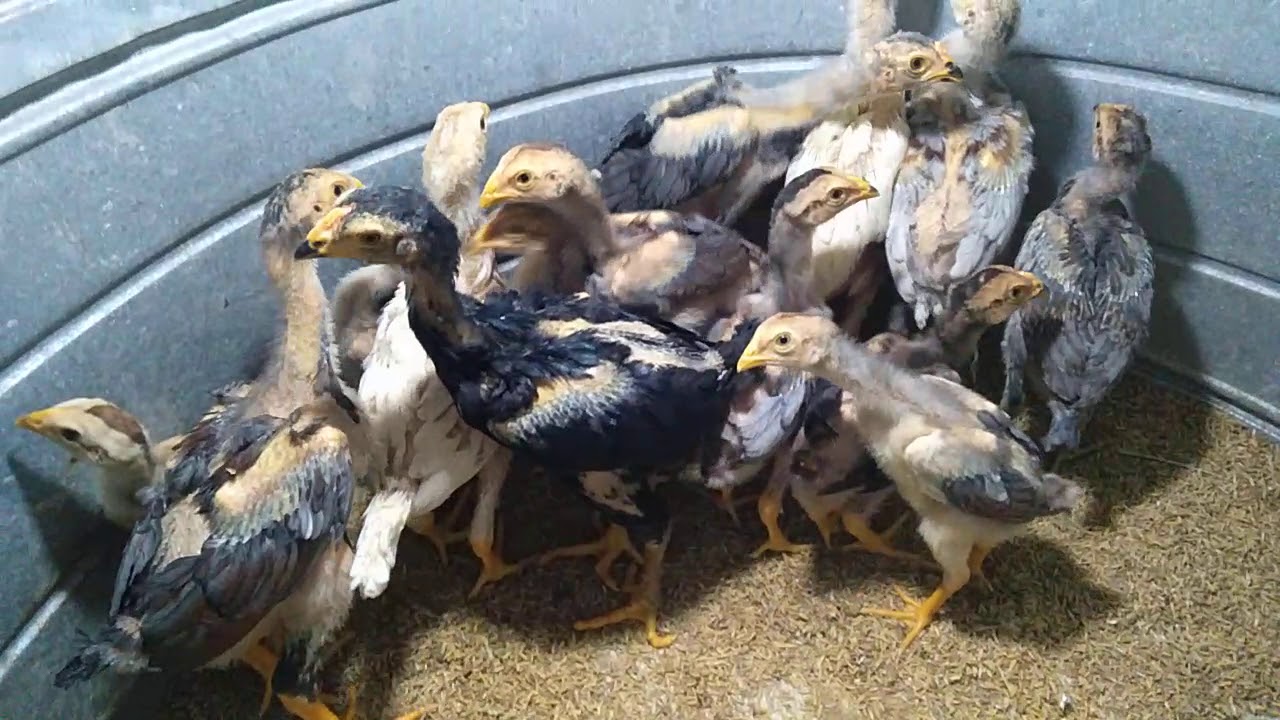 Cách chọn gà chọi hay