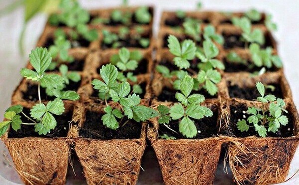 Cách trồng rau thủy canh trong chai nhựa Cách trồng rau thủy canh trong chai nhựa