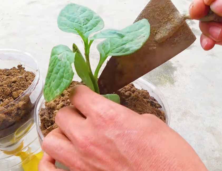 Trồng rau thủy canh trong chai nhựa tái chế Trồng rau thủy canh trong chai nhựa tái chế